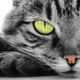 Illustration for article titled Worlds Worst Murder Plot to Electrocute Man and Blame it on His Cat Is Foiled